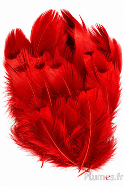 Fazant van Colchis - gebleekt - 5-11 cm - rood